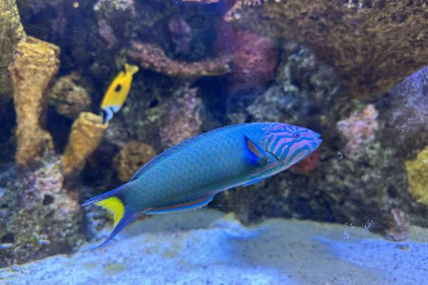 Moon Wrasse