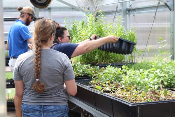 greenhouse