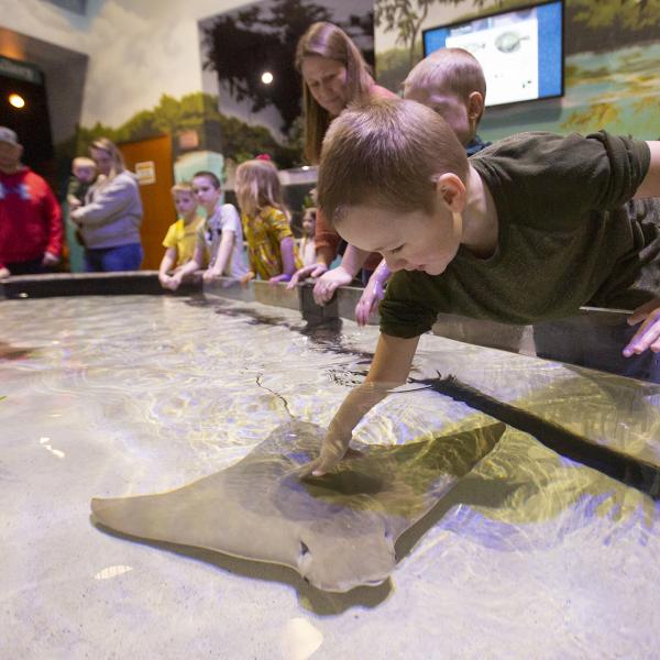 stingray touch tank