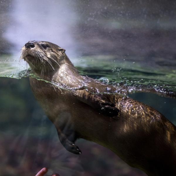 North American River Otter | National Mississippi River Museum & Aquarium