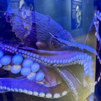 The River Museum Announces Add-On Experience for Octopus Encounters
